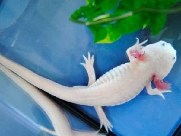 What kind of creature is that which can take reincarnation What kind of creature is that which can take reincarnation