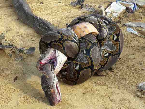 जब भिड़ गए किंग कोबरा और अजगर