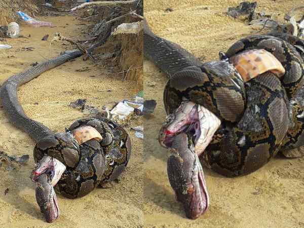किंग कोबरा और अजगर दोनों की हो जाती है मौत