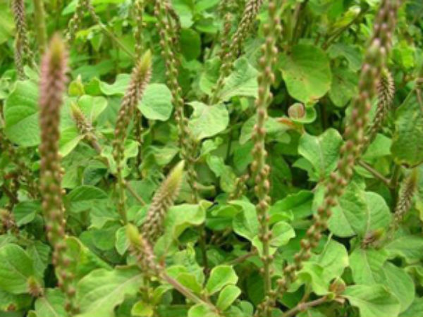 वाक् सिद्धि के लिए वाक् सिद्धि के लिए