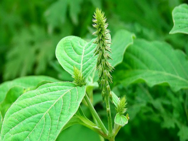 कीड़ों को नष्ट करने हेतु कीड़ों को नष्ट करने हेतु