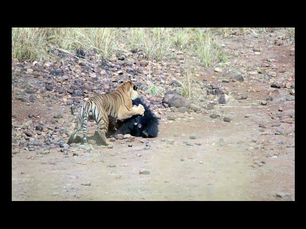 बाघ के तेज वार के सामने भालू कमजोर