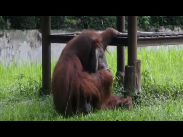 Orangutan Caught Smoking Cigarette On Camera. Video Is Viral Orangutan Caught Smoking Cigarette On Camera. Video Is Viral