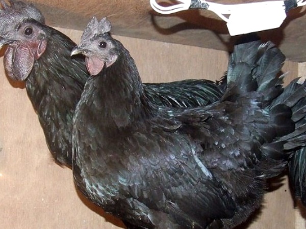 Kadaknath Chicken Kadaknath Chicken