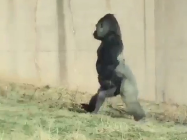 Gorilla Gorilla