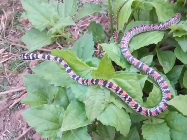 पहली बार देखा गया सांप