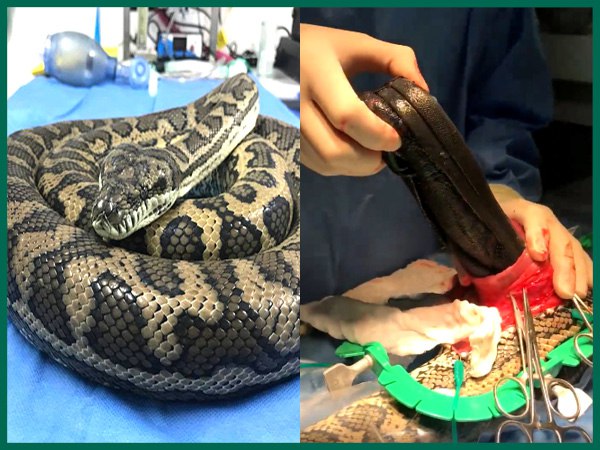 एक घंटे से ज्यादा चली सर्जरी