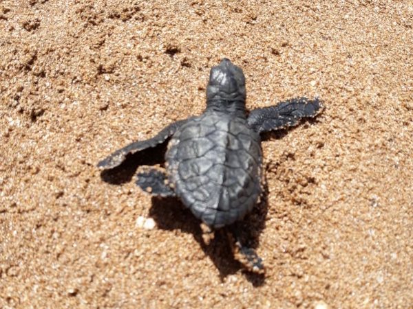 Mumbai Versova beach Olive Ridley turtle Egg shells found after 20 years