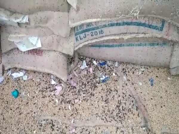 shahjahanpur Seed to be given to farmers rotting in the warehouse shahjahanpur Seed to be given to farmers rotting in the warehouse