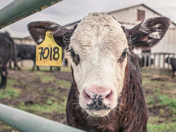 राष्ट्रीय डेयरी विकास बोर्ड बनाएगा ऑनलाइन कुंडली