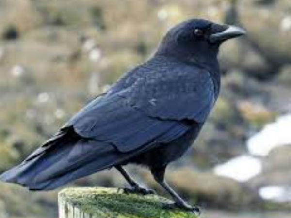  याददाश्त बढ़ाना