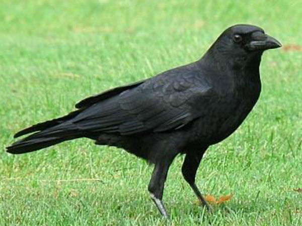 अगर किसी कार्य में सफलता पाना है तो 