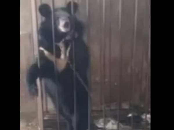 लंबाई देख हुआ आश्चर्य 