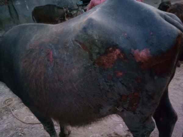 अग्निकांड में तीन घर जलकर हुए खाक अग्निकांड में तीन घर जलकर हुए खाक