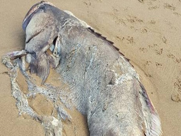 अज्ञात मछली की तस्वीर सोशल मीडिया पर वायरल हो गई है