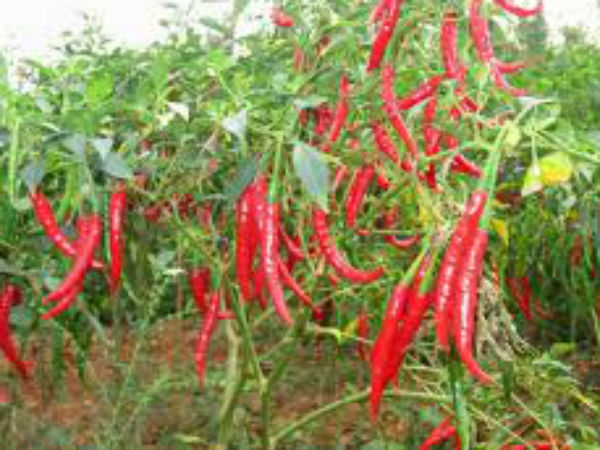 घर में बरकत ही बरकत