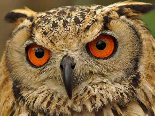 उल्लू के पंख