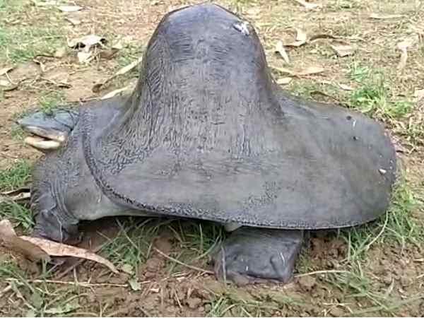 जाल में फंसा जीव तो देख उड़ गए होश