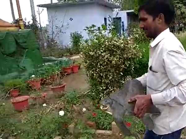 दुर्लभ प्रजाति का कछुआ