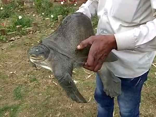 1000 रुपए में खरीदा कछुआ, मंदिर में रखा