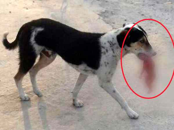 dog was roaming around the body of a newborn baby in Saharanpur dog was roaming around the body of a newborn baby in Saharanpur