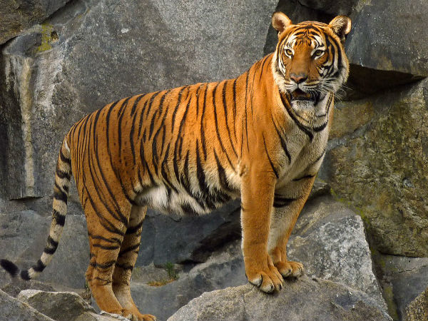 बाघ के लिए माल गाड़ी में स्पेशल कोच