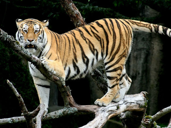  गुवाहाटी चिड़ियाघर