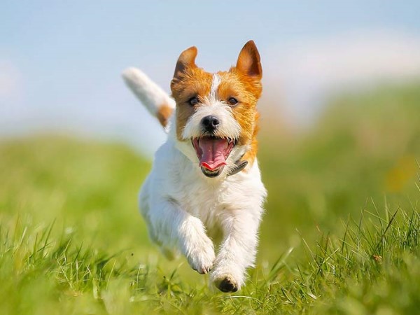 मेयर ने दिया कार्रवाई का भरोसा