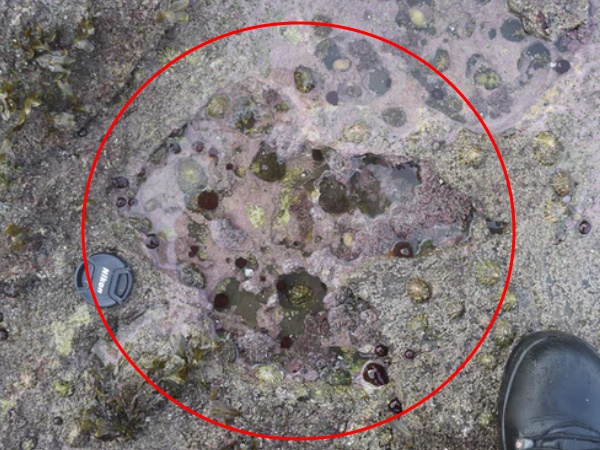 दो तरह के डायनासोर के हैं ये निशान