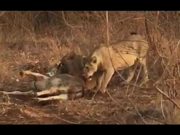 वन विभाग ने शुरू की जांच वन विभाग ने शुरू की जांच