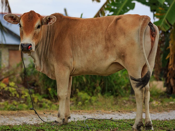 रोजाना देती थी 14-15 लीटर दूध