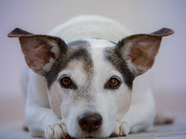 कुत्तों की भलाई में लगाई जाती है रकम
