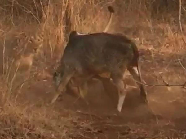 मनोरंजन के लिए ऐसा करते हैं लोग मनोरंजन के लिए ऐसा करते हैं लोग