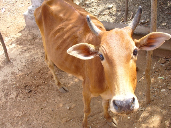 तेहरवीं के भोज में शामिल हुए भाजपा विधायक