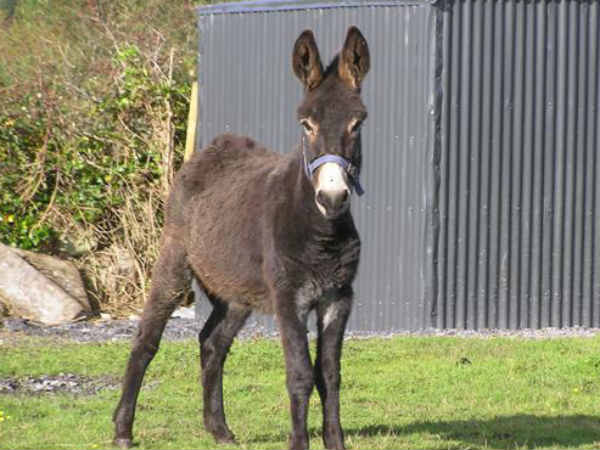 पहले भी जारी हो चुका है ऐसा एडमिट कार्ड