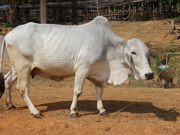 बिना प्रजनन ही देती रही दूध