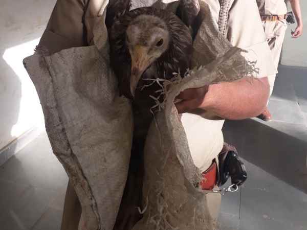 Bizarre bird found in Allahabad Bizarre bird found in Allahabad