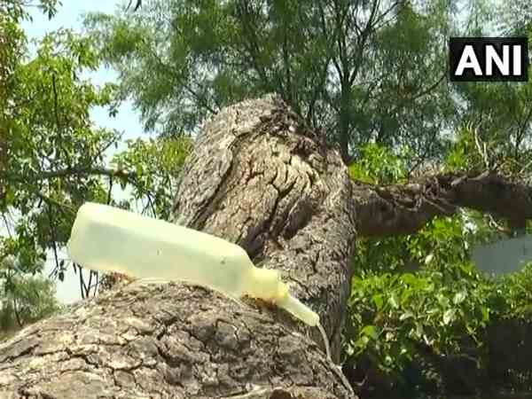 पेड़ की जड़ों में केमिकल डायल्यूटेड पानी डाला जा रहा है