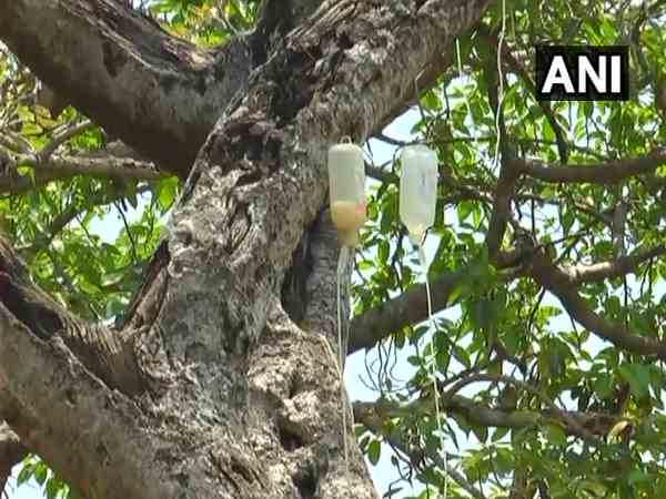 3 एकड़ में फैला है यह विशालकाय पेड़