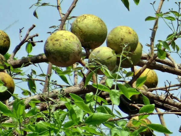 बेल पत्र का पौधा