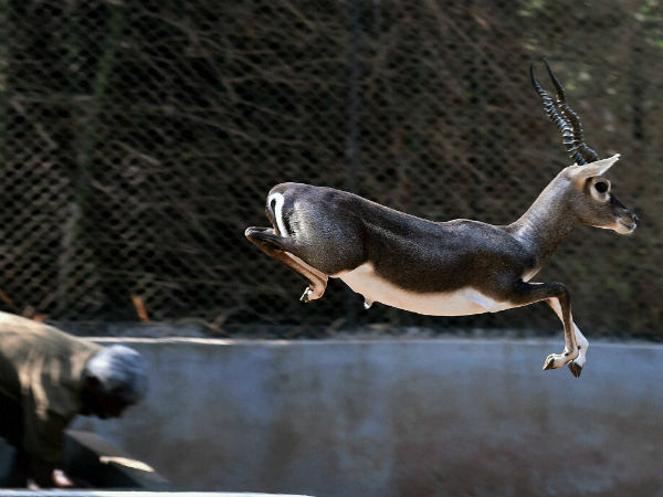 शाही परिवार के लोग करते थे शिकार