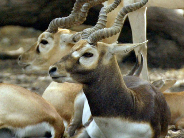 रंग बदलते हैं 