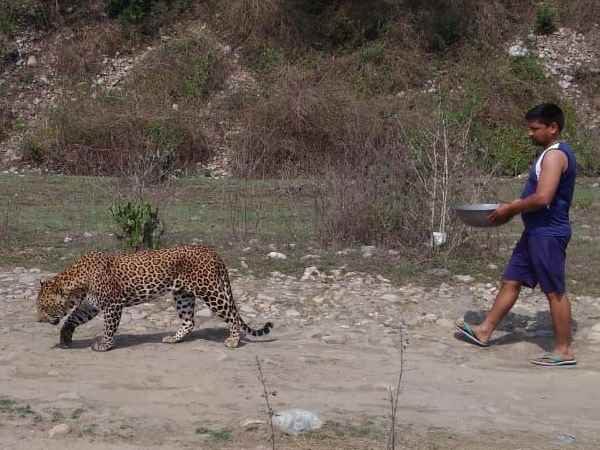 A man helped a leopard, gave him water and bath in Dehradun