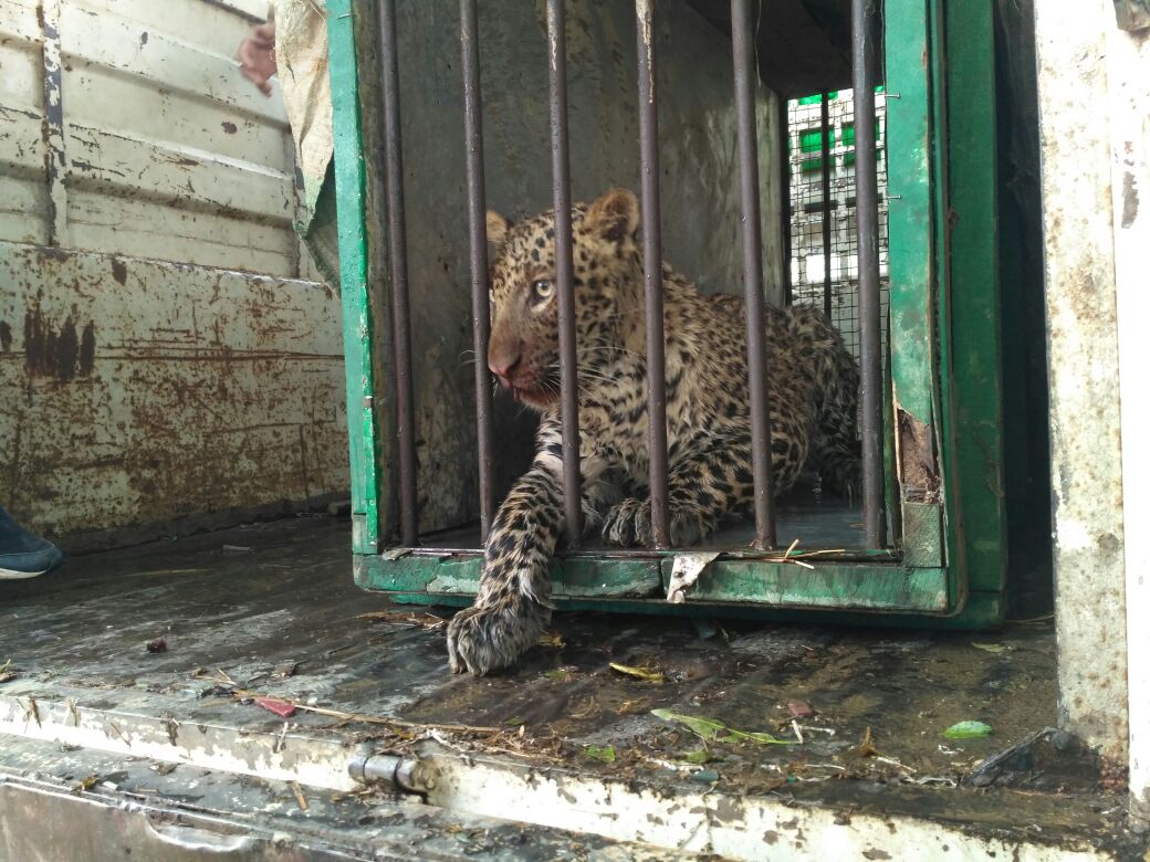 लखनऊ जू के अफसरों ने तेंदुए को ले जाने से किया इंकार