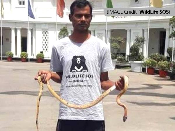 लाइब्रेरी ब्लॉक के एयर कूलर में छिपा था रॉयल सांप