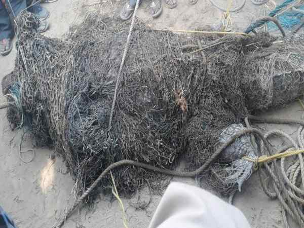 shahjahanpur crocodile caught from the pond