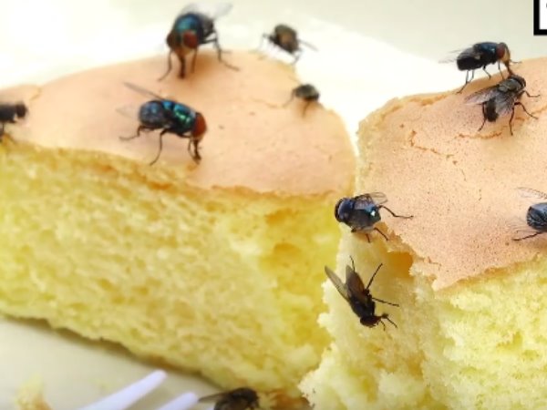 मक्खी के बैठने पर क्यों ना खाएं खाना