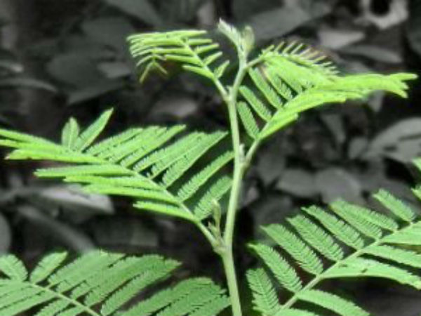 शमी का पौधा