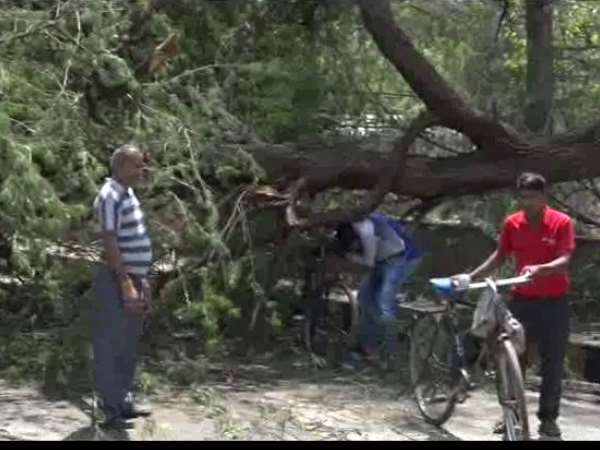 ताजमहल परिसर में कई पेड़ गिरे