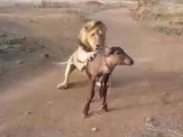  वन अधिकारियों ने कही जांच की बात